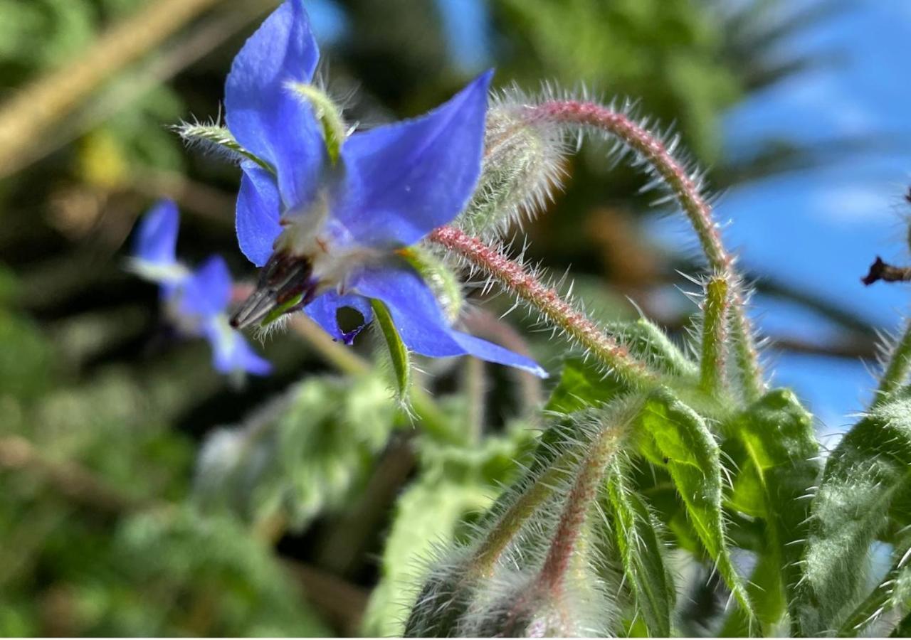 Finca La Vispera Samaipata Esterno foto